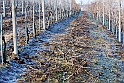 S. Damiano d'Asti - Ultima neve e brina_022